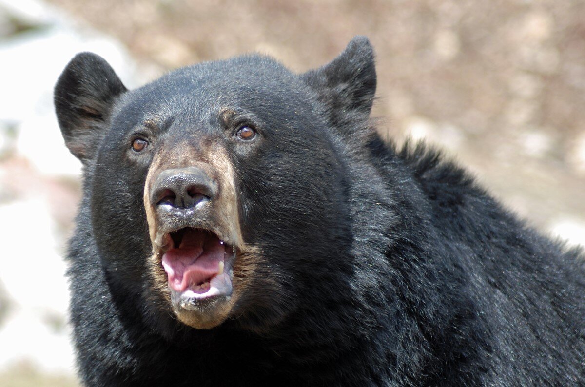 Удивленный барибал