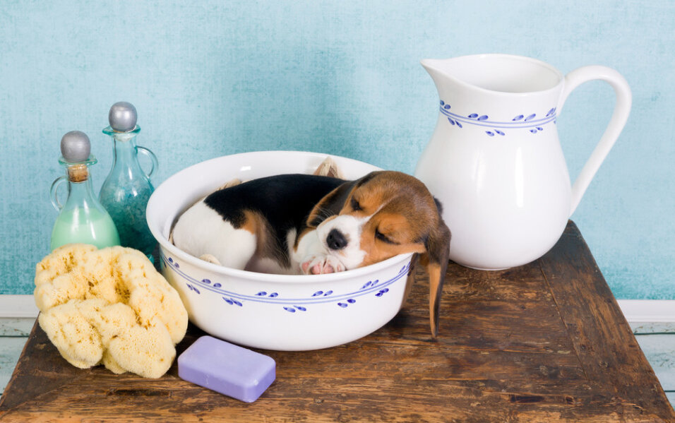 Регулярное обновление воды