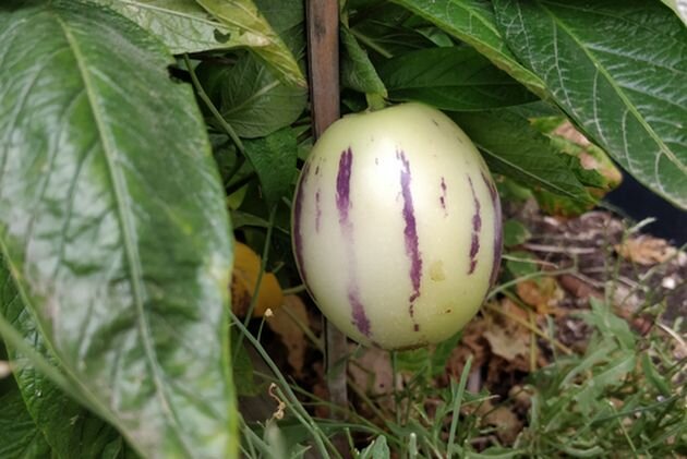 Пепино, или дынная груша 