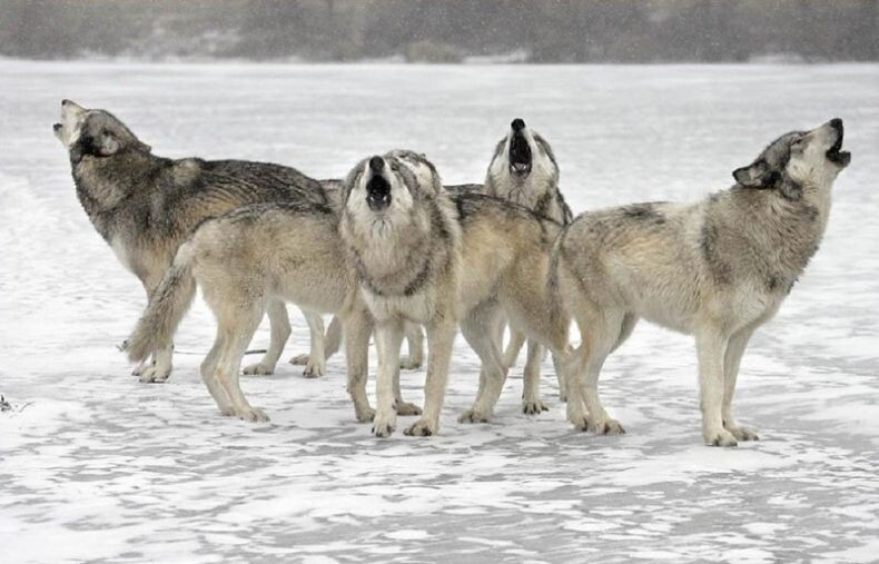 Два года живу практически посреди леса, а волков только на картинке видела...