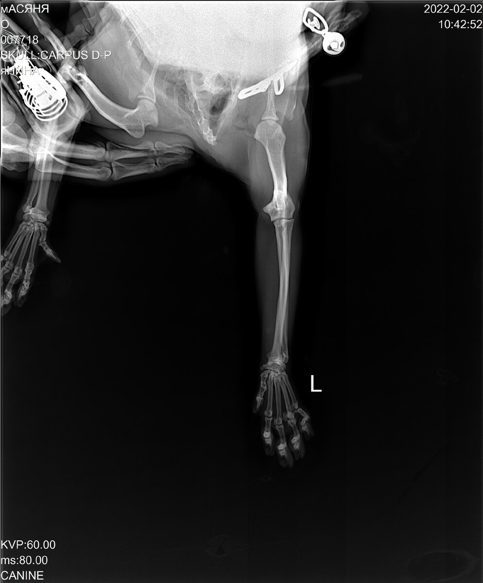 Область воспаления  и наросты - на 4-м пястно-фаланговом суставе (на безымянном пальчике) левой передней лапки. Если снимок увеличить, заметны размытые области