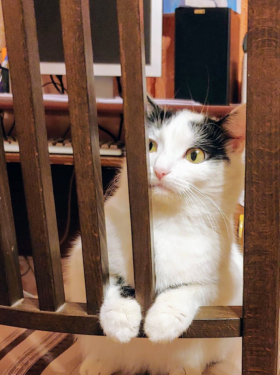 На скамье подсудимых опасный рецидивист по кличке Мурка.