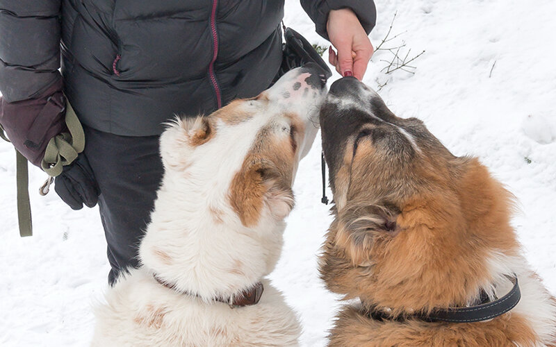 Мои ученики нередко витают в облаках, вместо того, чтобы работать. Вкусняшки на первом месте. Фото @kinologsmirnov.ru