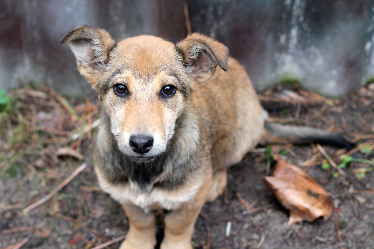 Фото из свободного доступа сети Интернет