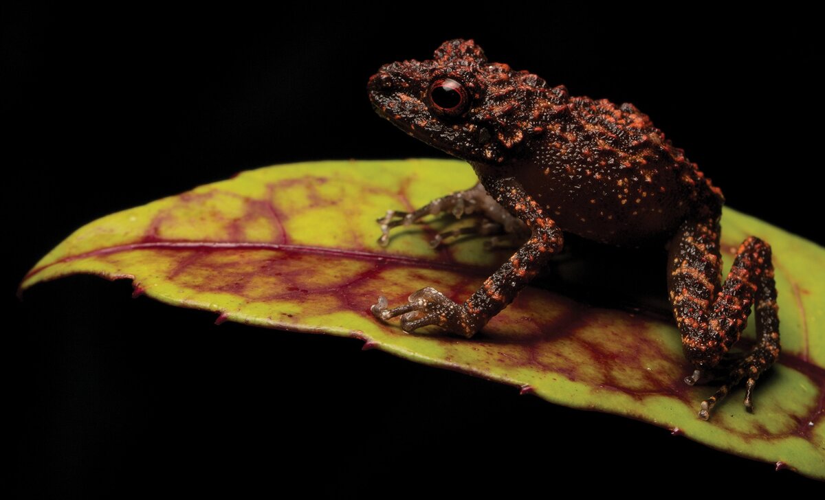 Gephyromantis marokoroko