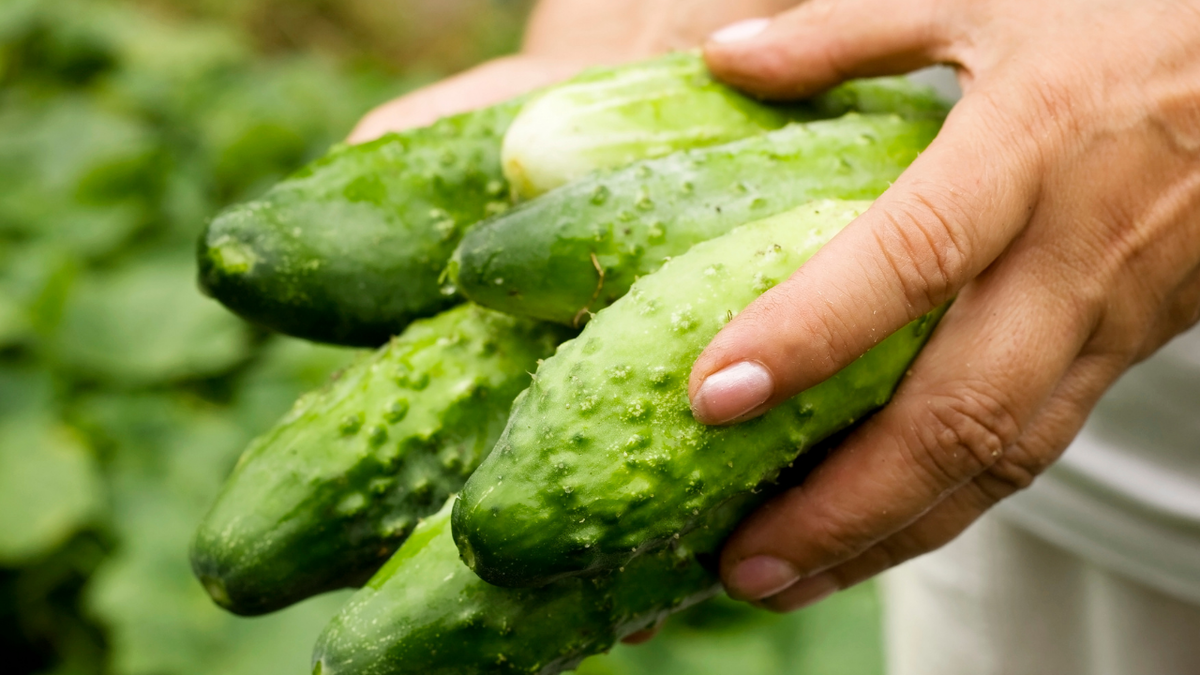 Кстати даже по форме огурцы бывают разные: есть длинный бесшипые салатные огурцы, есть привычные нам, а есть корнешоны. На оборотной стороне пакетиков указано, какие огурцы у вас в руках. Корнешоны не вырастут большими, поэтому нужно их собирать малышами.