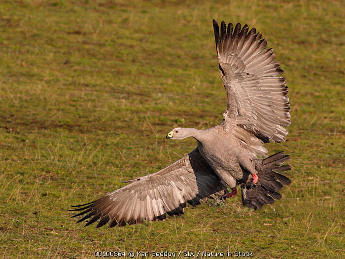Не хочу быть гусём! Хочу быть орлом! И точка!