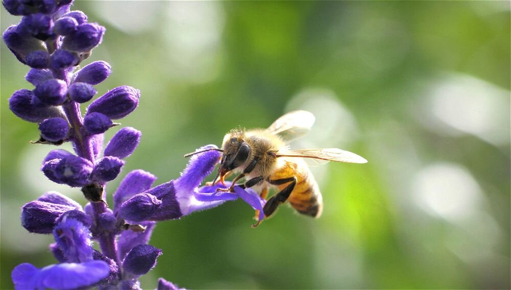 Цветы привлекают пчелы. Люцерна медонос. Пчелы в саду. Цветы привлекают пчелы. Опыление растений пчелами.