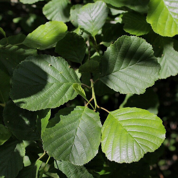 Форма листьев ольха. Ольха Alnus glutinosa. Ольха черная (Alnus glutinosa). Ольха клейкая – Alnus glutinosa. Alnus glutinosa (l.) Gaertn..