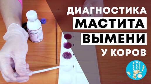 Диагностика мастита вымени у коров. Экспресс-тест