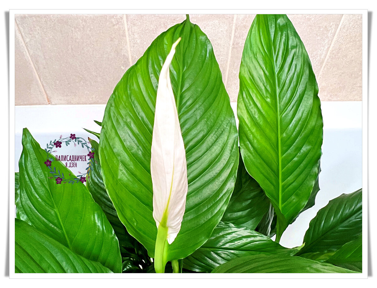 А ещё совсем недавно я вам показывала, как он внутри листочка прячется. Помните?