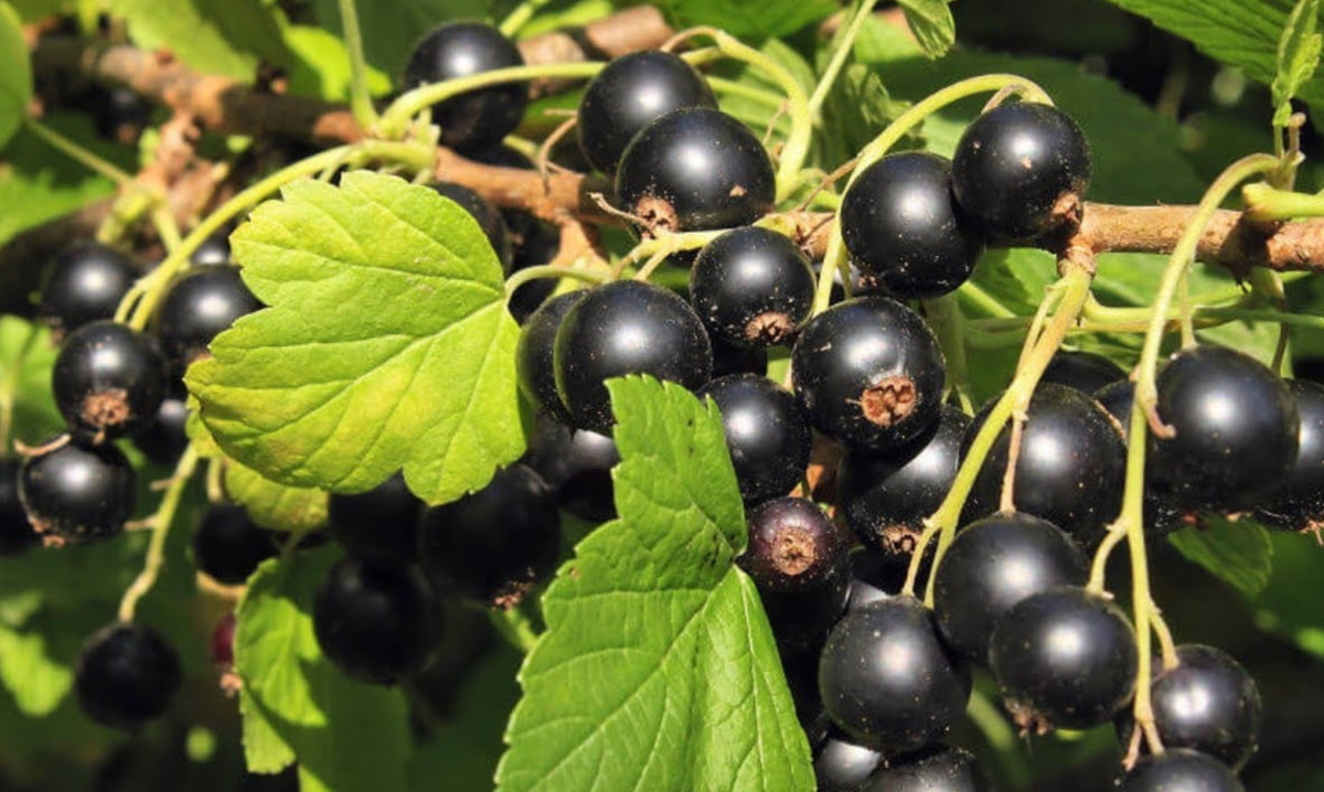 источник: Яндекс картинки