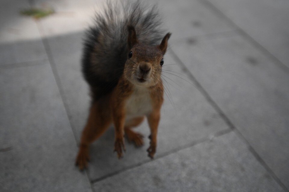     Волонтер из Химок рассказал, как выхаживает белку-инвалида Михаил ФРОЛОВ