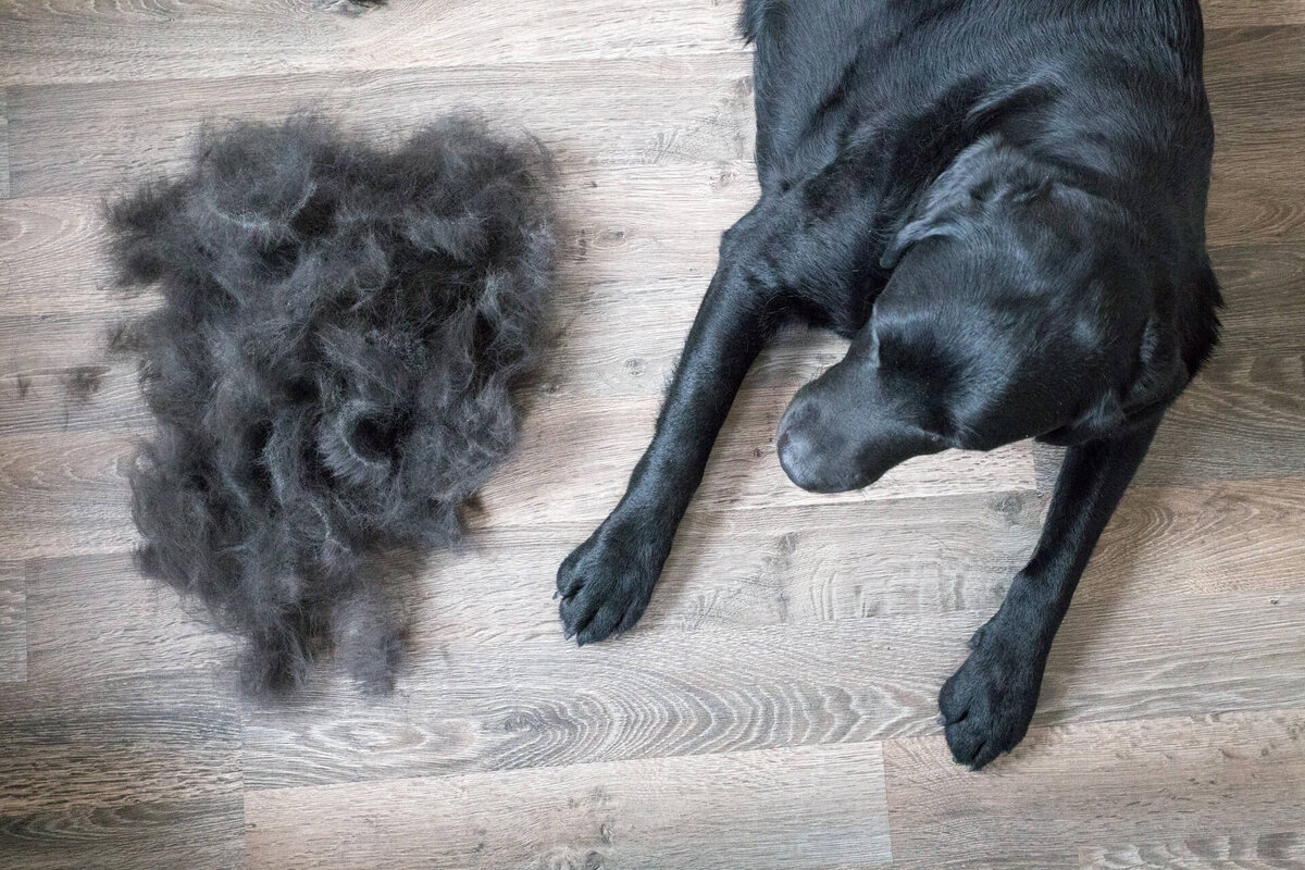 Как называется волос у собак