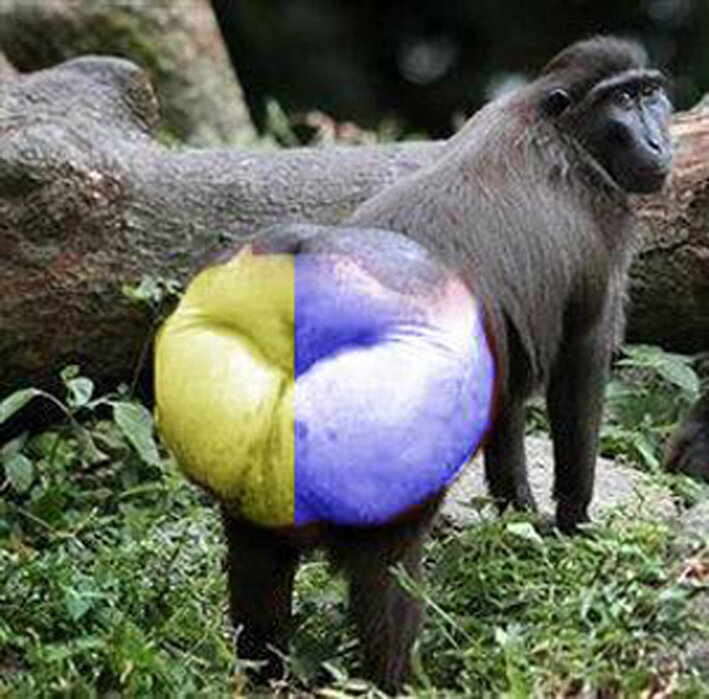 Добавьте описание