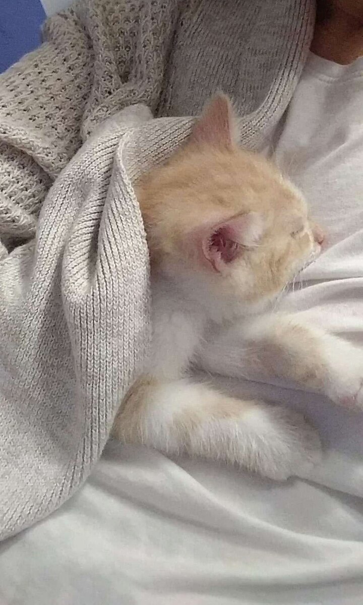 На этом фото Тайсон ( тогда еще Тася ) спустя неделю после нашей встречи.