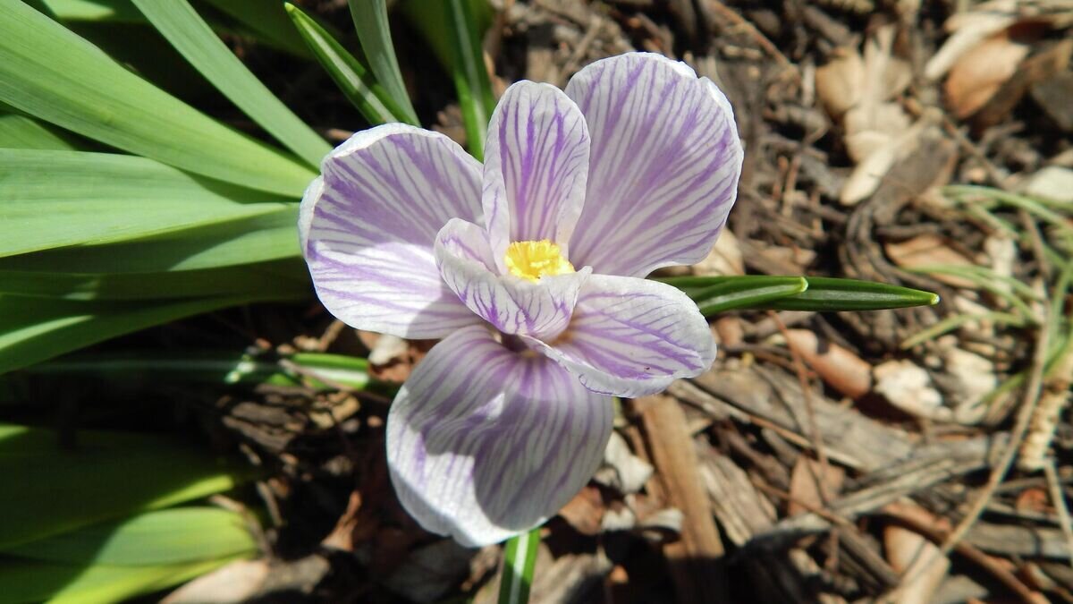    Мульчирование © Фото : Unsplash/Josie Weiss