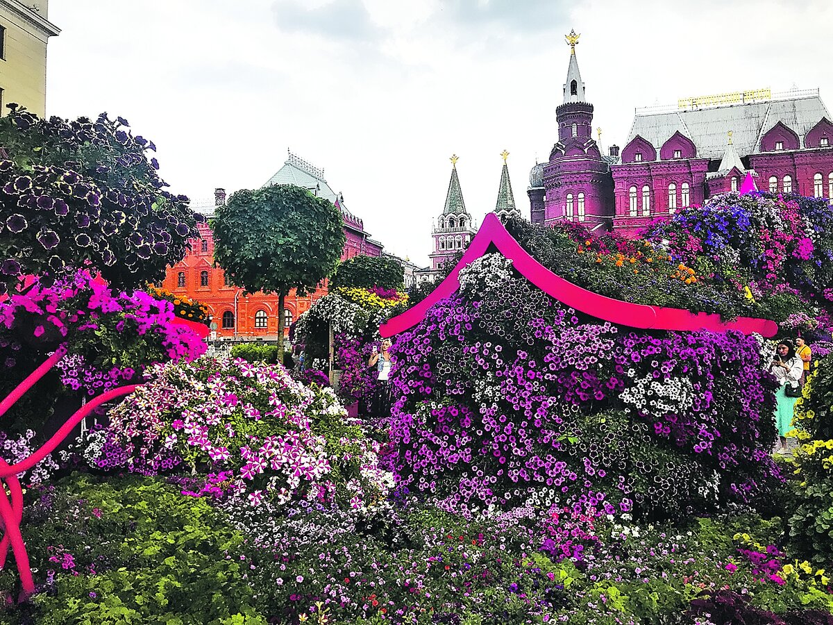 Миллион, миллион розовых  петуний видишь ты!