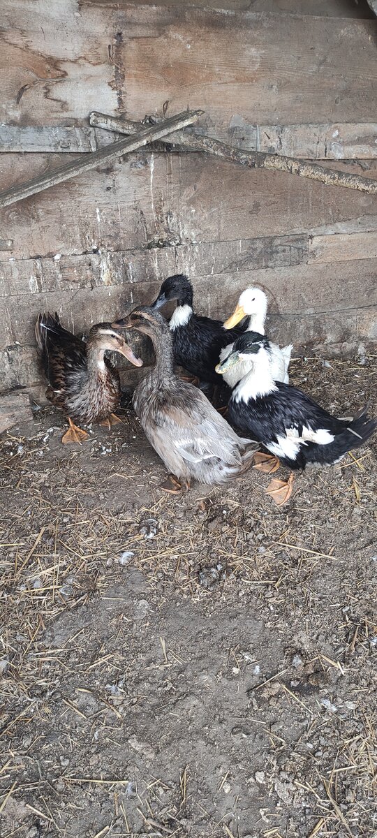 Наши уточки.