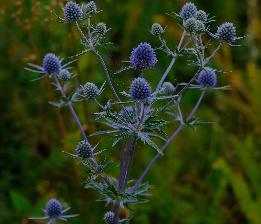 Eryngium leavenworthii