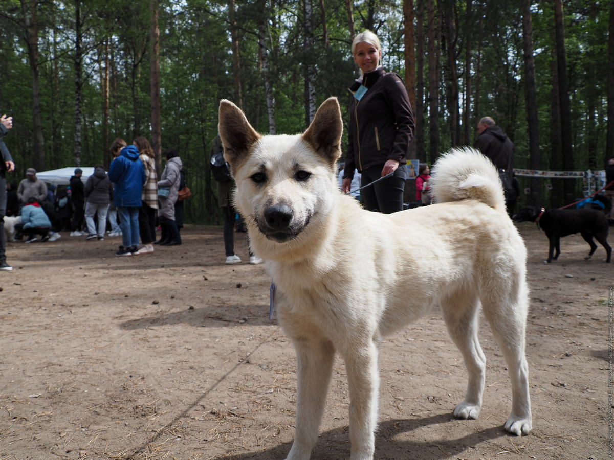 Шила