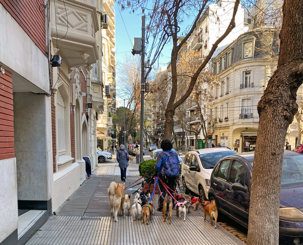 Выгульщик собак на улицах Буэнос-Айреса
