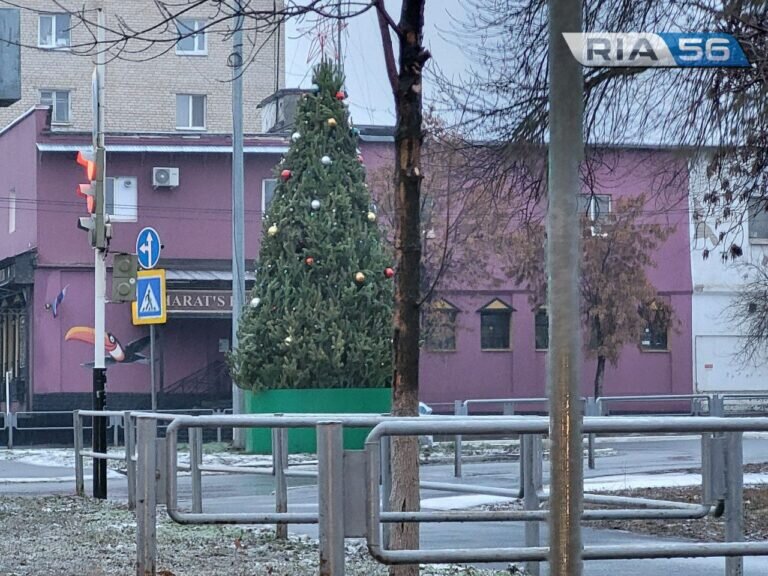    В Оренбурге стали появляться первые Новогодние елки Белов Михаил Александрович