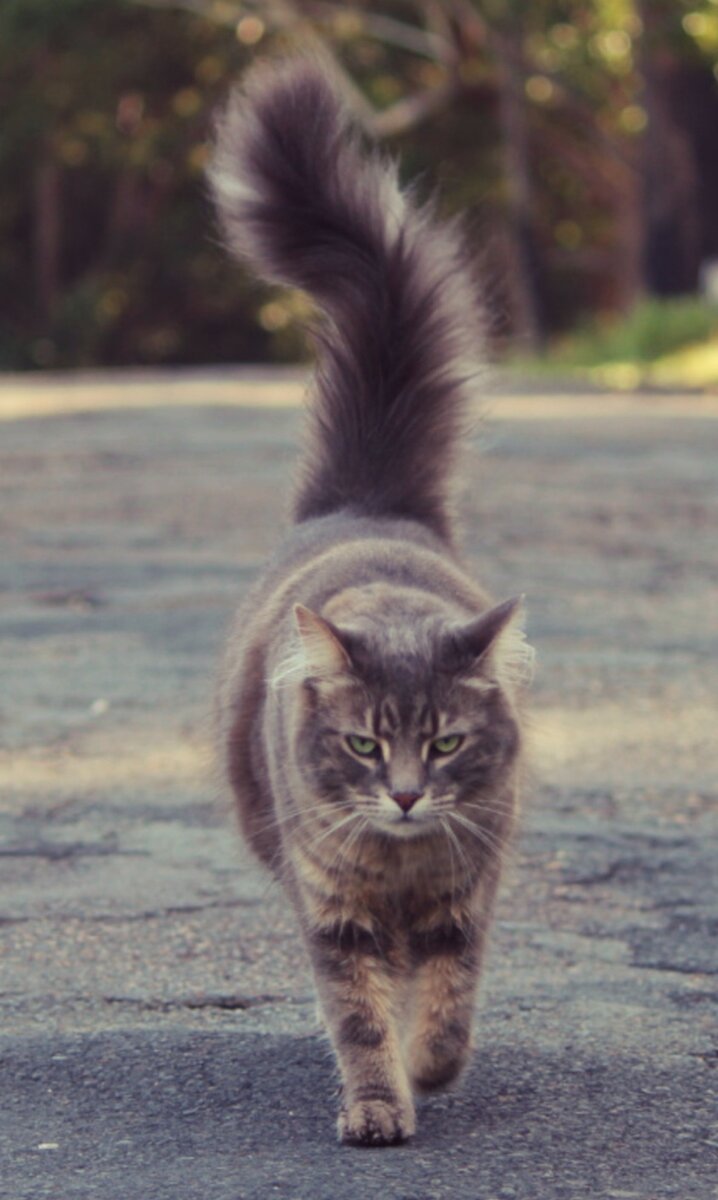 У этого симпатяги есть нечто общее с моим другом детства.. ....Фото из Интернета. 