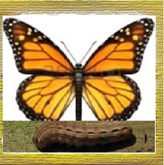 Рис.1 человек – «переходное существо», из которого должно быть создано существо нового вида, как «из гусеницы рождается бабочка».