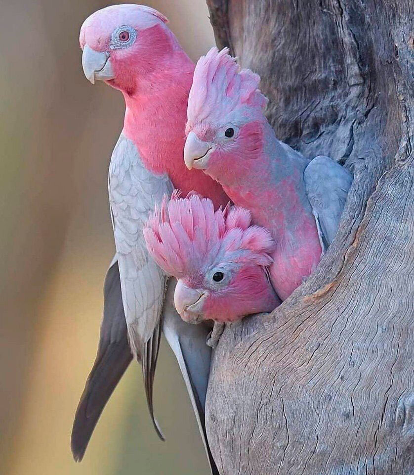 попугай картинка. какарик стая. попугаевые семейства птиц. попугай радужный лорикет. попугаевые семейства птиц.