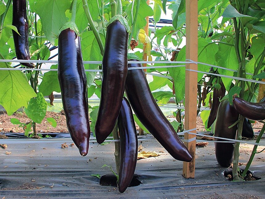    Мечта дачника (Гавриш)