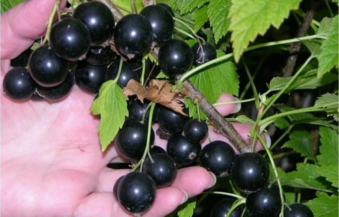 Несмотря на такое название сорта, размер его ягод далеко не пигмейский