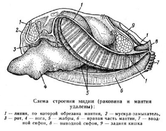 Строение мидии рисунок