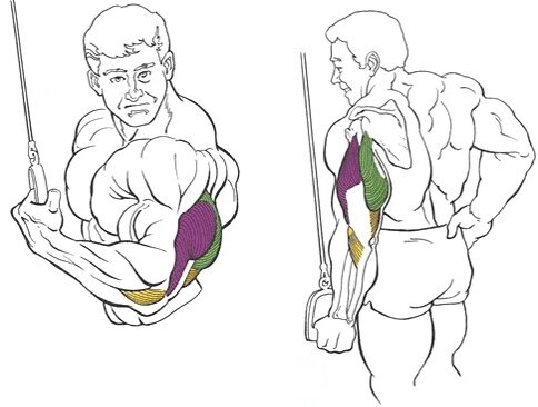 Принципы анатомии трицепса и построения тренировок
