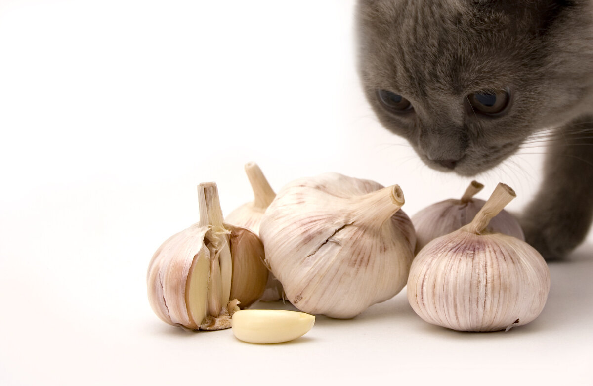 Котофакты: почему кошки не переносят запах апельсина и обожают чеснок | Мяу  or never | Дзен