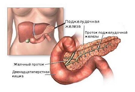 Увеличена поджелудочная железа по УЗИ: что это за болезнь, причины, лечение