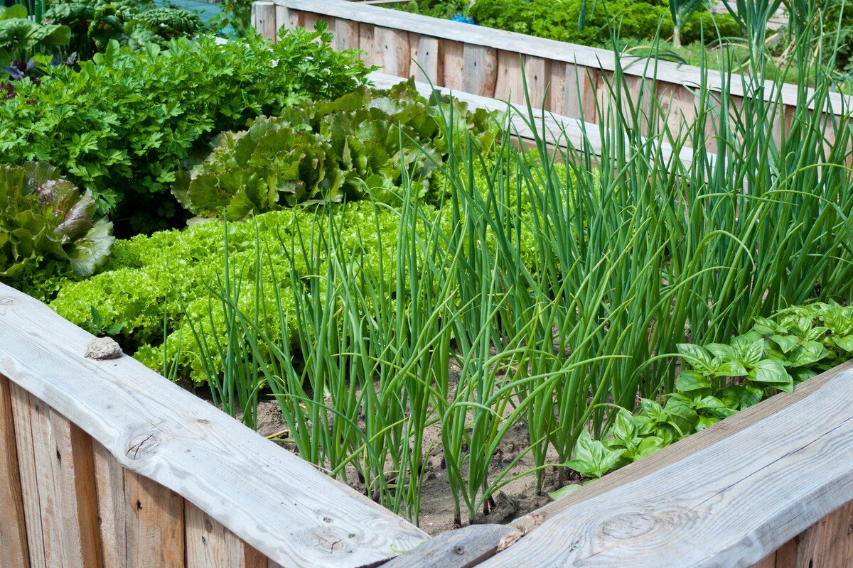 Когда садить зелень. Лук на зелень в огороде. Салат и лук декор на даче. Какую посеять зелень. Можно сажать щавель с луком.