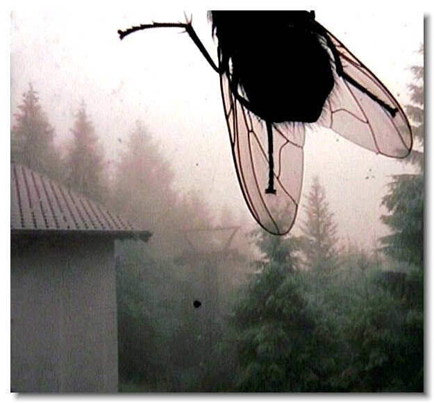 Kurt Caviezel. Animals INSECTS