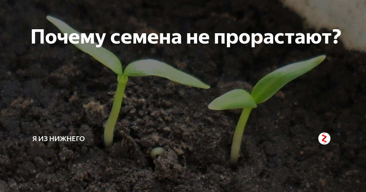 Почему семена