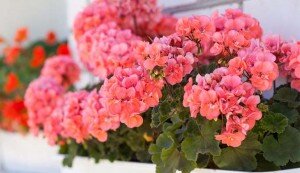 Для того чтобы получить здоровое красивое растение, необходимо учесть длину черенка, который будете обрезать. Если герань карликовых сортов, то росток должен быть около 2 см. С обычного сорта герани можно срезать веточку длиной до 5 см.