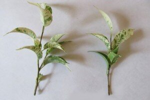 Главное, что нам здесь понадобится – это черенки. Следует отметить, что для дальнейшей посадки рекомендуется использовать полуодревесневшие верхушечные побеги. Ветки нужно срезать косым надрезом. Нам нужны черенки длиной примерно 15 сантиметров. Обязательно проследите, чтобы нож был достаточно острым – в ином случае вы сильно рискуете сомкнуть ткань побегов.