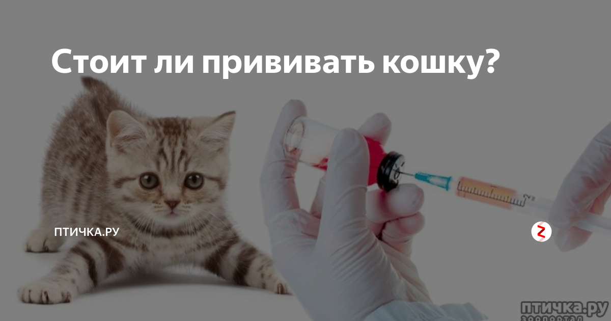 Котята прививки во сколько. Шотландская кошка прививки. Первая прививка котенку. Прививки котятам в 2 месяца. Вакцинация шотландских котят.