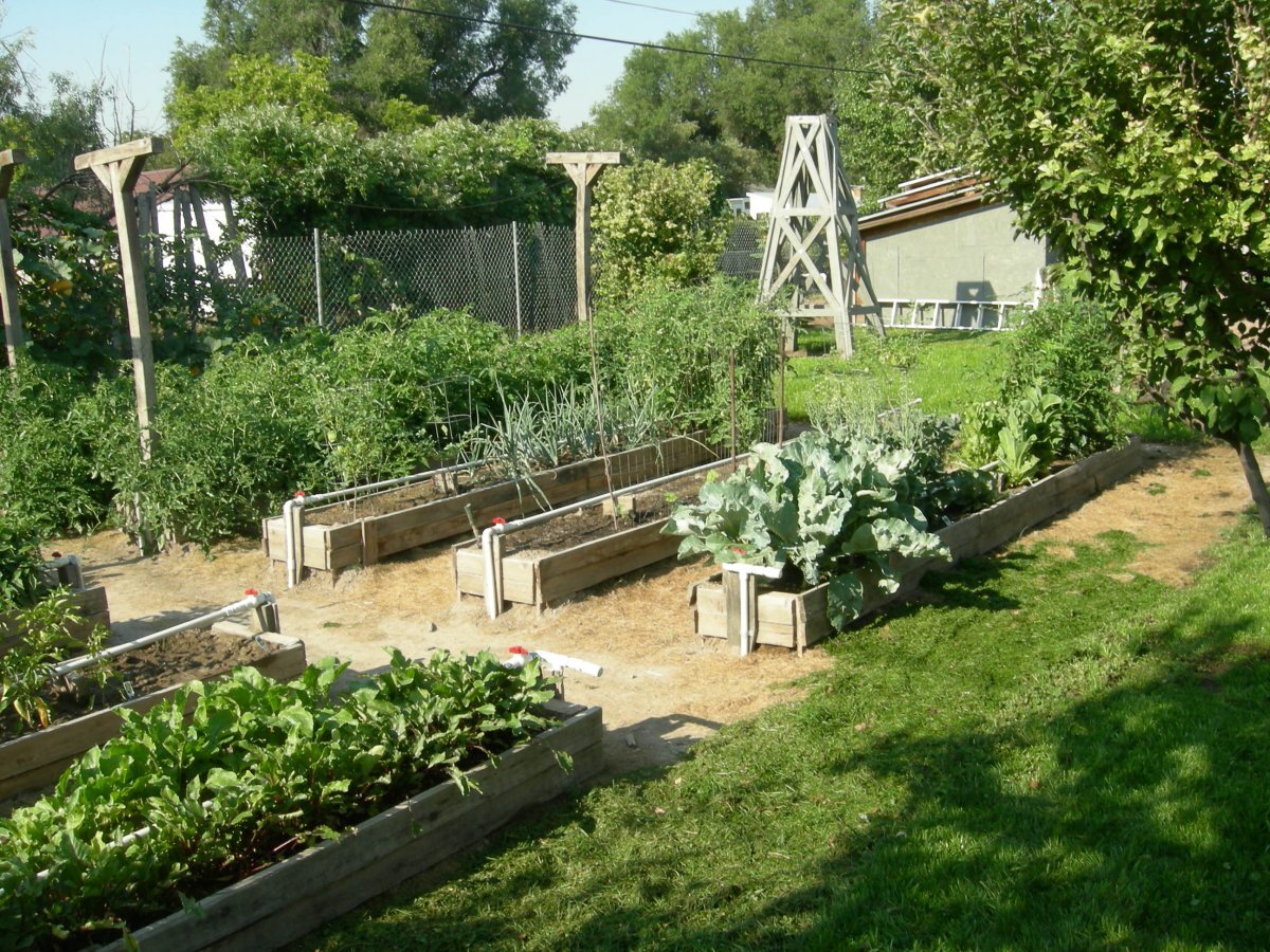 дача сад огород. овощные грядки. миттлайдеровские грядки. огородик бабушкин огород. урожай с огорода.
