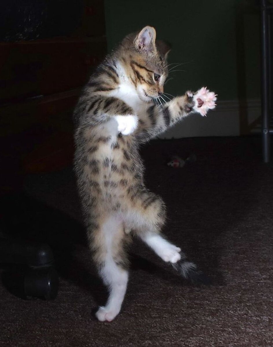 Танцующий котик