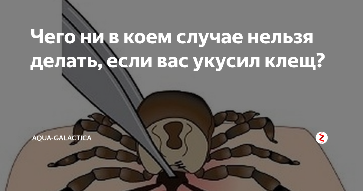 Нельзя мазать клеща маслом. Ни в коем случае нельзя пауков. Случаи которые не в коем случае нельзя делать.