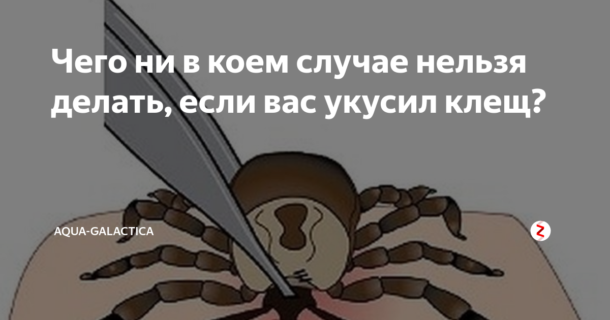 Ни в коем случае значение. Что делать если вас укусил клещ. Ни в коем случае картинка. Ни в коем случае нельзя пауков. Ни в коем случае нельзя.