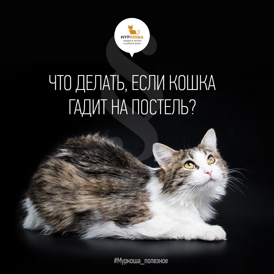 Почему кошка гадит в постель | Центр помощи кошкам «Муркоша» | Дзен