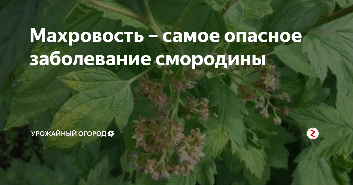 Реверсия смородины. Махровость смородины. Болезни смородины махровость. Реверсия махровость смородины. Махровость черной смородины.