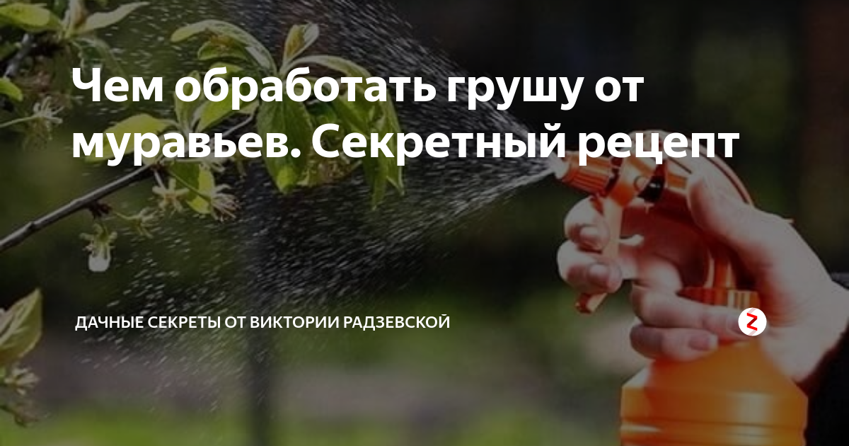 Как избавиться от муравьев на груше