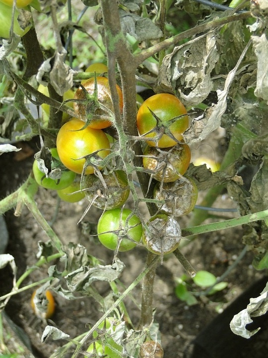 Фитофтора томатов